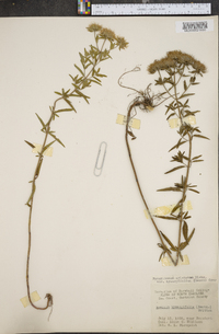 Pycnanthemum setosum image